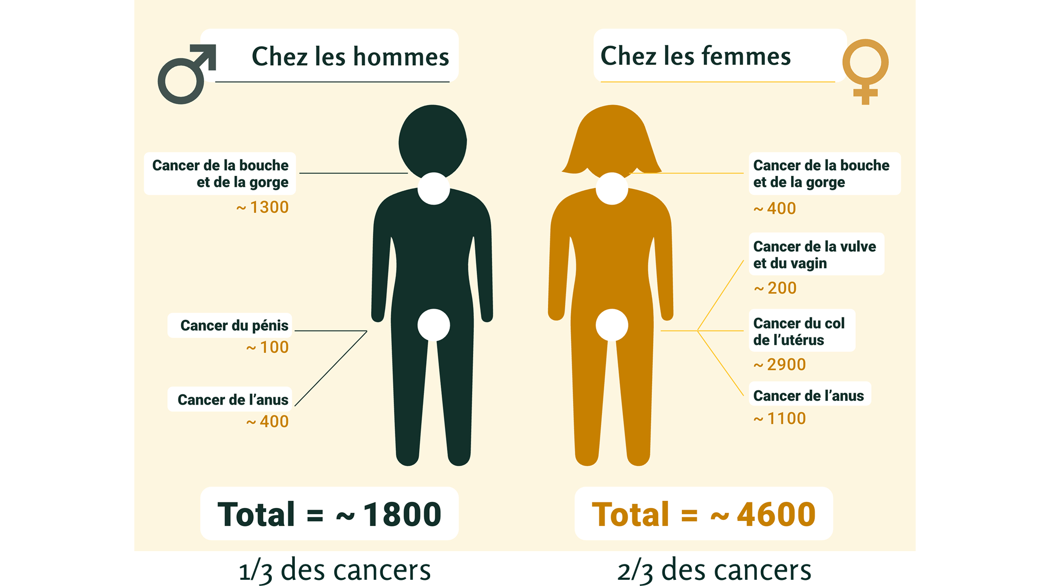Infographie cancers papillomavirus hommes & femmes 