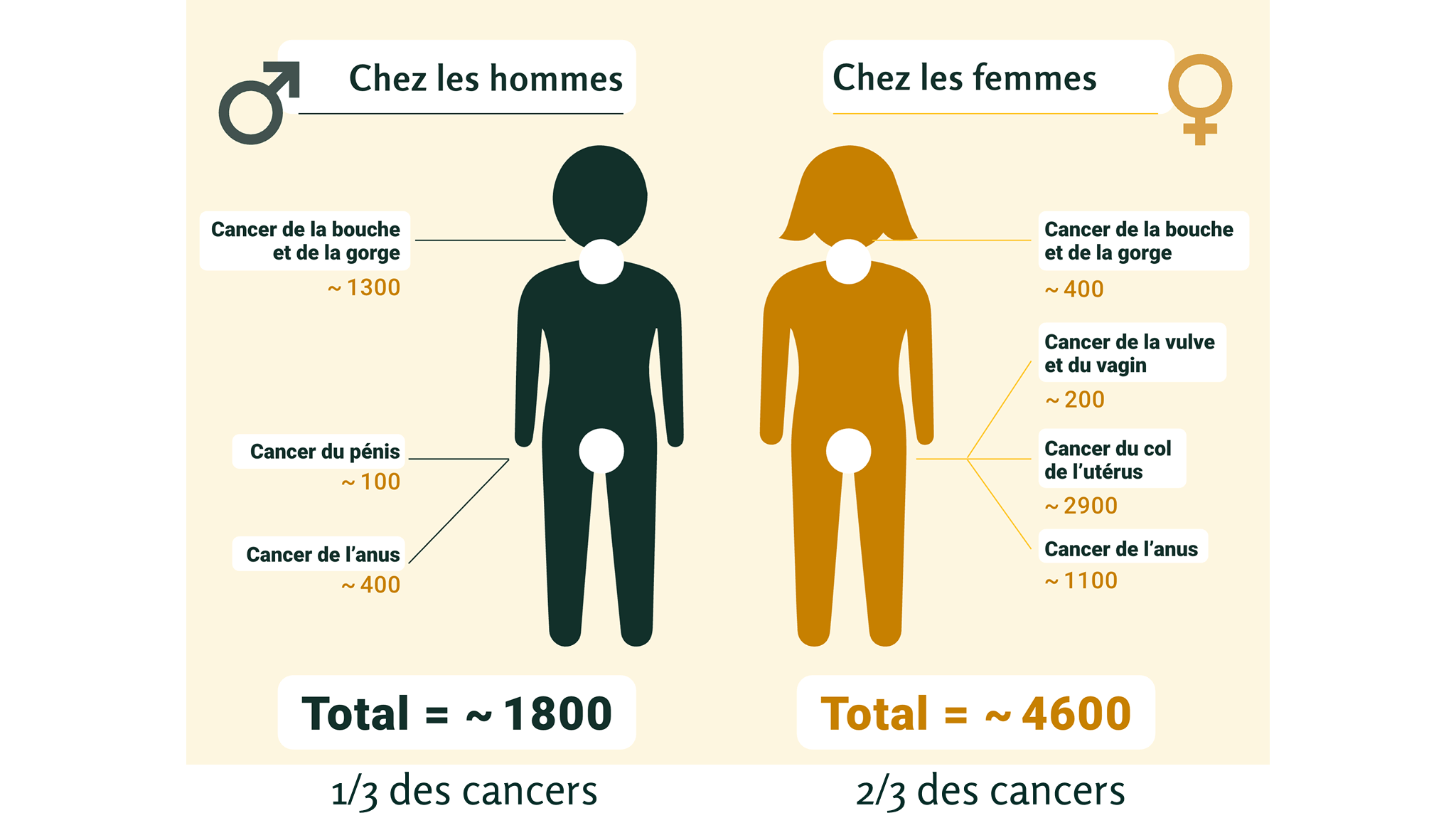 Infographie cancers papillomavirus hommes & femmes